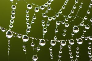 Inspired by dewdrops